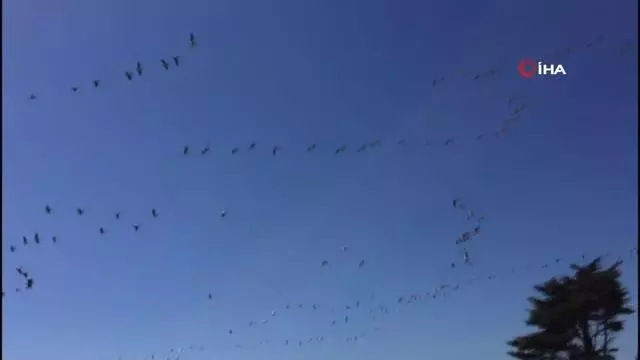 Son dakika! Güney'den gelen pelikanların sürü geçişi görsel şölen oluşturdu Son dakika! Güney'den gelen pelikanların sürü geçişi görsel şölen oluşturdu