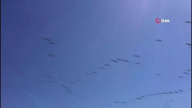 Son dakika! Güney'den gelen pelikanların sürü geçişi görsel şölen oluşturdu Son dakika! Güney'den gelen pelikanların sürü geçişi görsel şölen oluşturdu