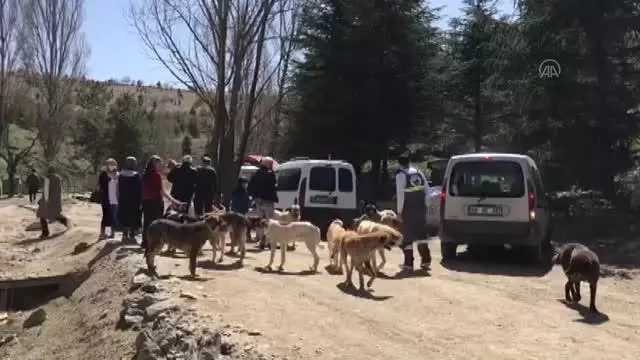 Hayvan barınağında mama hırsızlarına karşı kameralı önlem Hayvan barınağında mama hırsızlarına karşı kameralı önlem