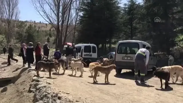 Hayvan barınağında mama hırsızlarına karşı kameralı önlem Hayvan barınağında mama hırsızlarına karşı kameralı önlem