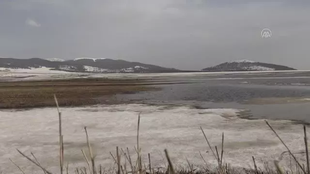 Karların erimeye başladığı Kars'ta doğa yaban hayatıyla renkleniyor Karların erimeye başladığı Kars'ta doğa yaban hayatıyla renkleniyor