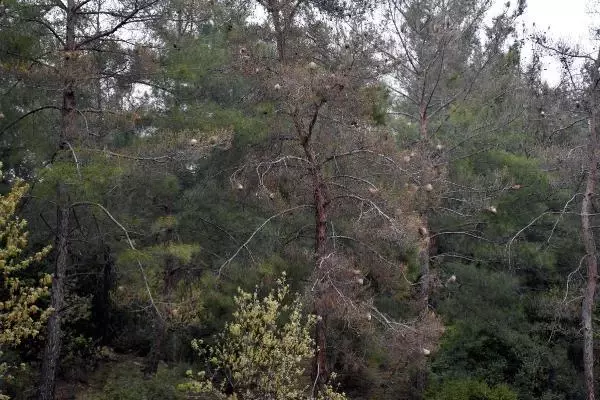 Kızılçam ormanları çam kese böcekleri tehdidi altında Kızılçam ormanları çam kese böcekleri tehdidi altında