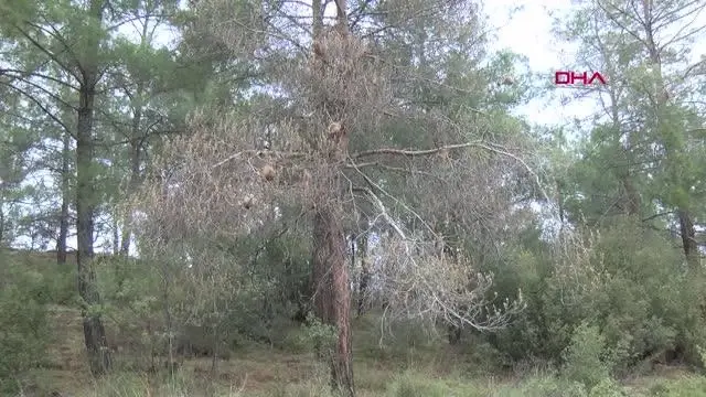 Kızılçam ormanları çam kese böcekleri tehdidi altında Kızılçam ormanları çam kese böcekleri tehdidi altında