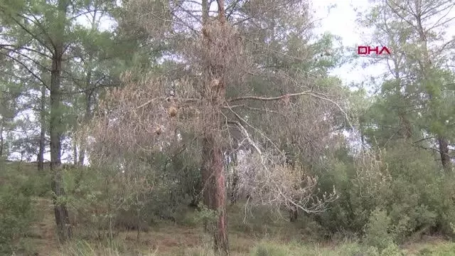 Kızılçam ormanları çam kese böcekleri tehdidi altında Kızılçam ormanları çam kese böcekleri tehdidi altında