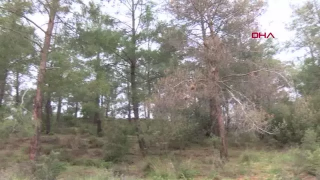Kızılçam ormanları çam kese böcekleri tehdidi altında Kızılçam ormanları çam kese böcekleri tehdidi altında