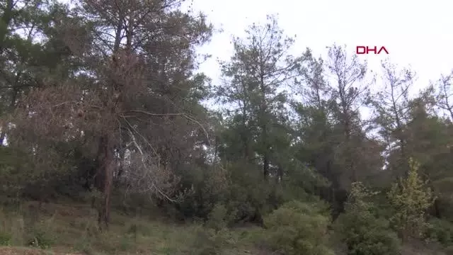 Kızılçam ormanları çam kese böcekleri tehdidi altında Kızılçam ormanları çam kese böcekleri tehdidi altında