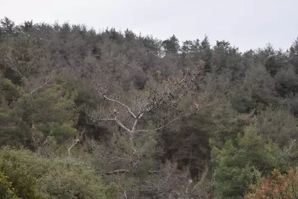 Kızılçam ormanları çam kese böcekleri tehdidi altında Kızılçam ormanları çam kese böcekleri tehdidi altında