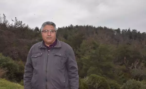 Kızılçam ormanları çam kese böcekleri tehdidi altında Kızılçam ormanları çam kese böcekleri tehdidi altında