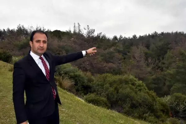Kızılçam ormanları çam kese böcekleri tehdidi altında Kızılçam ormanları çam kese böcekleri tehdidi altında