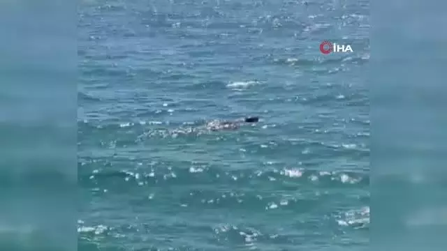 Koruma altındaki 'Akdeniz Foku' görüntülendi Koruma altındaki 'Akdeniz Foku' görüntülendi
