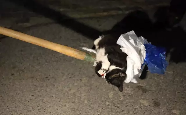 Mezarlıkta kundakta bebek var zannettiler kedi çıktı Mezarlıkta kundakta bebek var zannettiler kedi çıktı