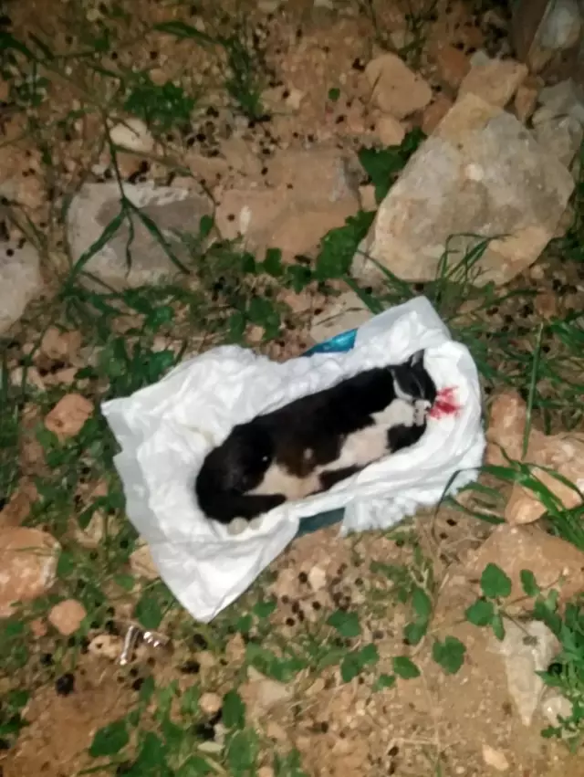 Mezarlıkta kundakta bebek var zannettiler kedi çıktı Mezarlıkta kundakta bebek var zannettiler kedi çıktı