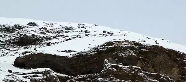 Kurdun dağ keçisi avı görüntülendi Kurdun dağ keçisi avı görüntülendi