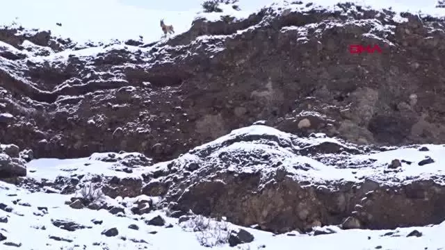 Kurdun dağ keçisi avı görüntülendi Kurdun dağ keçisi avı görüntülendi