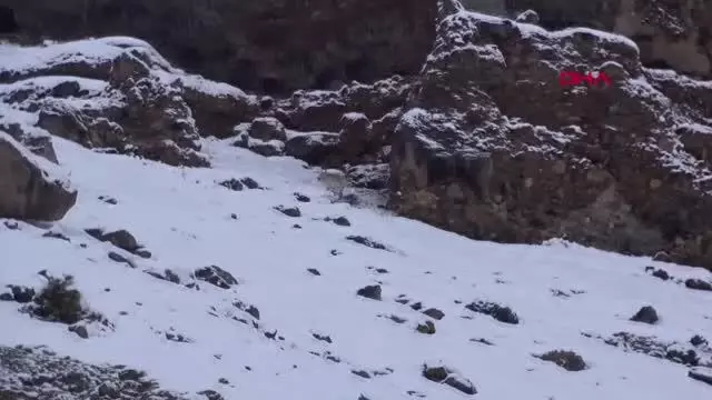 Kurdun dağ keçisi avı görüntülendi Kurdun dağ keçisi avı görüntülendi