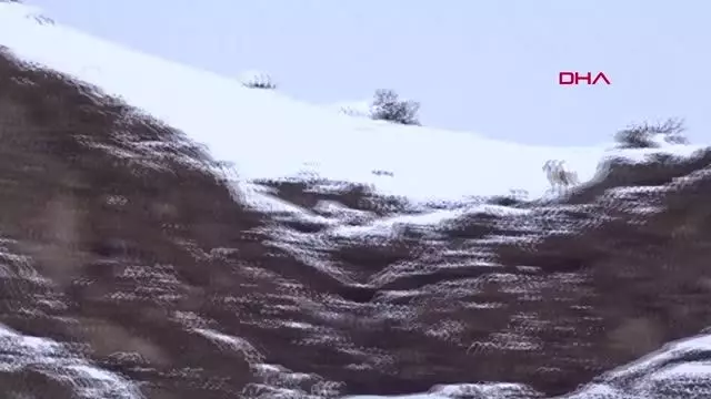 Kurdun dağ keçisi avı görüntülendi Kurdun dağ keçisi avı görüntülendi