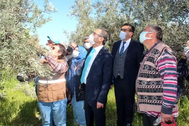 Kursiyerler uygulamalı olarak zeytin budadı Kursiyerler uygulamalı olarak zeytin budadı