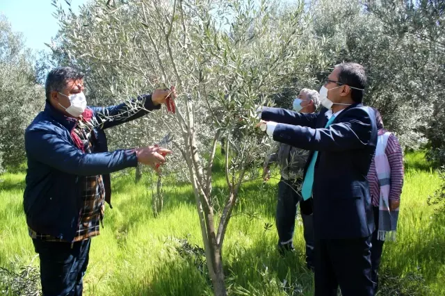 Kursiyerler uygulamalı olarak zeytin budadı Kursiyerler uygulamalı olarak zeytin budadı