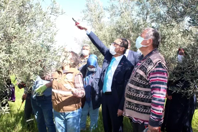 Kursiyerler uygulamalı olarak zeytin budadı Kursiyerler uygulamalı olarak zeytin budadı