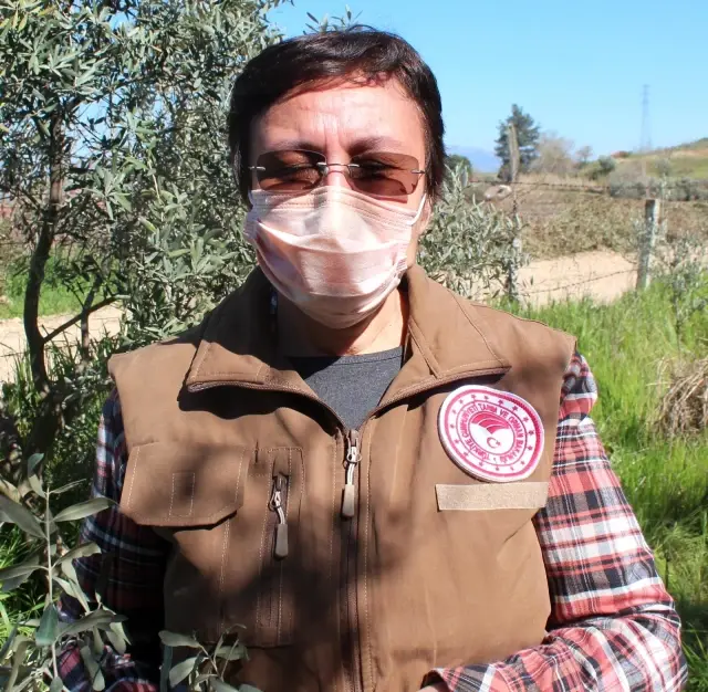 Kursiyerler uygulamalı olarak zeytin budadı Kursiyerler uygulamalı olarak zeytin budadı