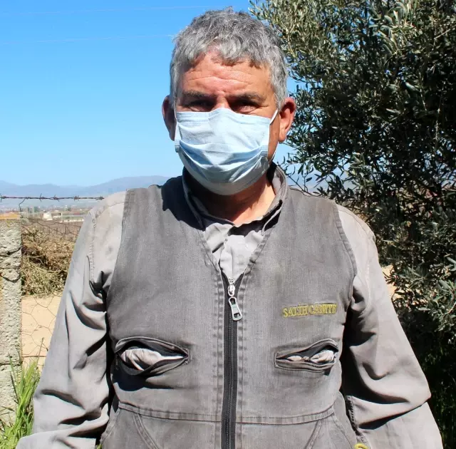 Kursiyerler uygulamalı olarak zeytin budadı Kursiyerler uygulamalı olarak zeytin budadı