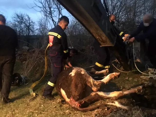 Kuyuya düşen ineği itfaiye ekipleri kurtarıldı Kuyuya düşen ineği itfaiye ekipleri kurtarıldı