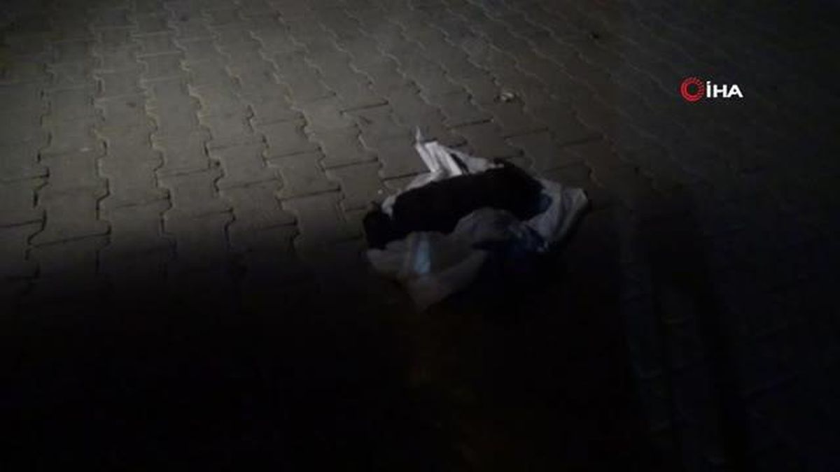 Mezarlıkta kundakta bebek var zannettiler kedi çıktı