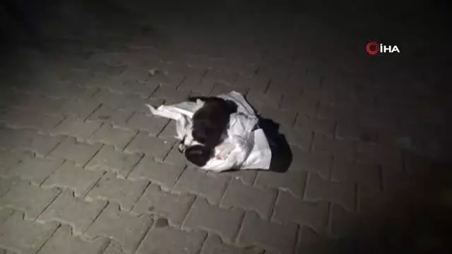 Mezarlıkta kundakta bebek var zannettiler kedi çıktı Mezarlıkta kundakta bebek var zannettiler kedi çıktı