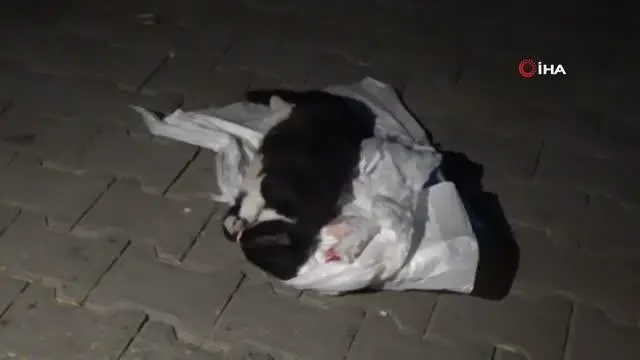 Mezarlıkta kundakta bebek var zannettiler kedi çıktı Mezarlıkta kundakta bebek var zannettiler kedi çıktı