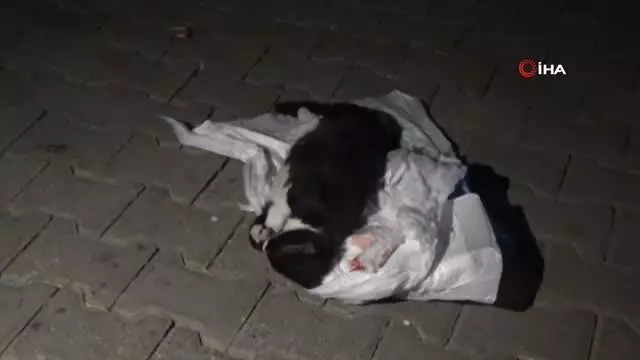 Mezarlıkta kundakta bebek var zannettiler kedi çıktı Mezarlıkta kundakta bebek var zannettiler kedi çıktı