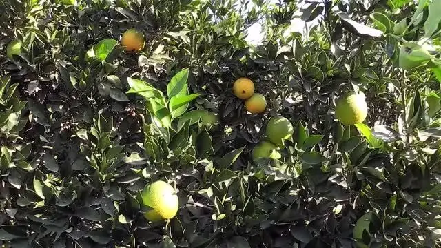 Narenciye ihracatında yılın ilk çeyreğinde mandalina ve limon öne çıktı Narenciye ihracatında yılın ilk çeyreğinde mandalina ve limon öne çıktı