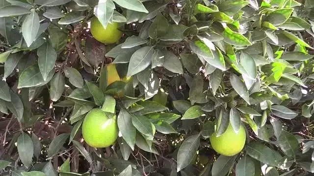 Narenciye ihracatında yılın ilk çeyreğinde mandalina ve limon öne çıktı Narenciye ihracatında yılın ilk çeyreğinde mandalina ve limon öne çıktı