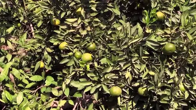 Narenciye ihracatında yılın ilk çeyreğinde mandalina ve limon öne çıktı Narenciye ihracatında yılın ilk çeyreğinde mandalina ve limon öne çıktı