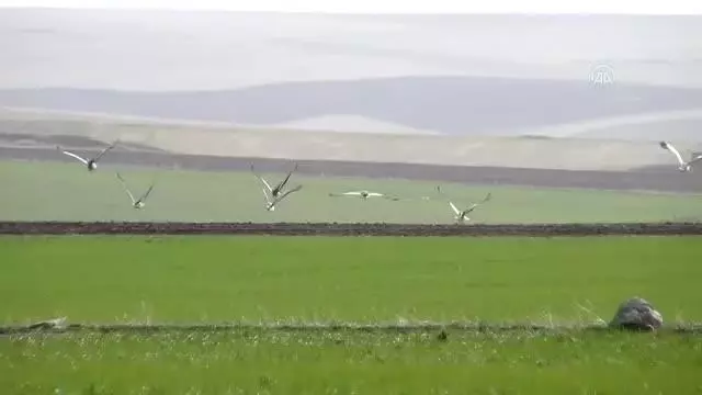 Nesli tükenmekte olan toy kuşu sürüsü görüntülendi Nesli tükenmekte olan toy kuşu sürüsü görüntülendi