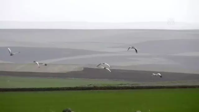 Nesli tükenmekte olan toy kuşu sürüsü görüntülendi Nesli tükenmekte olan toy kuşu sürüsü görüntülendi