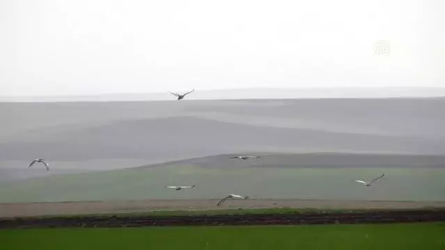 Nesli tükenmekte olan toy kuşu sürüsü görüntülendi Nesli tükenmekte olan toy kuşu sürüsü görüntülendi