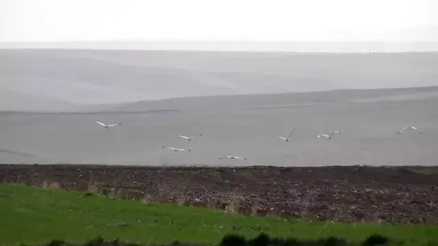 Nesli tükenmekte olan toy kuşu sürüsü görüntülendi Nesli tükenmekte olan toy kuşu sürüsü görüntülendi