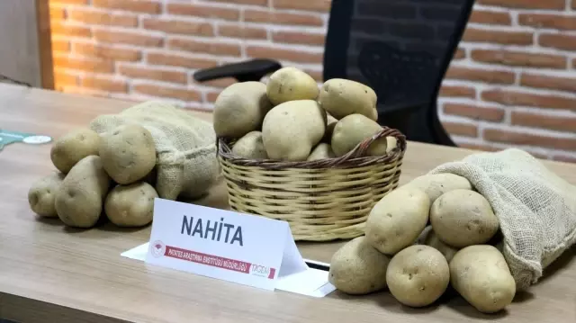 Niğde'de geliştirilen yerli patates tohumu Avrupa yolunda Niğde'de geliştirilen yerli patates tohumu Avrupa yolunda