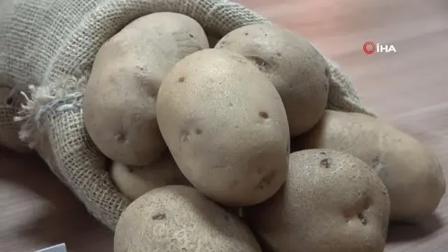 Niğde'de geliştirilen yerli patates tohumu Avrupa yolunda Niğde'de geliştirilen yerli patates tohumu Avrupa yolunda