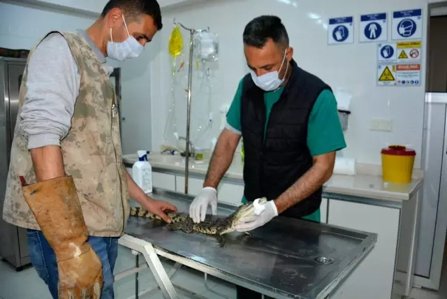 O timsah artık koruma altında O timsah artık koruma altında