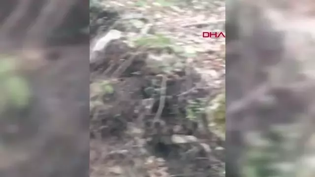ORMANLIK ALANDA AYI AİLESİYLE KARŞILAŞTILAR ORMANLIK ALANDA AYI AİLESİYLE KARŞILAŞTILAR