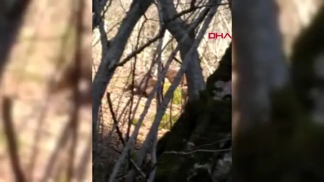 ORMANLIK ALANDA AYI AİLESİYLE KARŞILAŞTILAR ORMANLIK ALANDA AYI AİLESİYLE KARŞILAŞTILAR