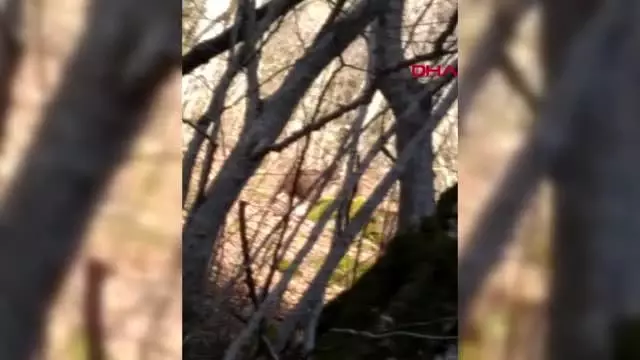 ORMANLIK ALANDA AYI AİLESİYLE KARŞILAŞTILAR ORMANLIK ALANDA AYI AİLESİYLE KARŞILAŞTILAR