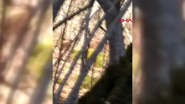 ORMANLIK ALANDA AYI AİLESİYLE KARŞILAŞTILAR ORMANLIK ALANDA AYI AİLESİYLE KARŞILAŞTILAR