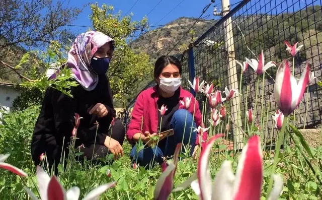 Osmanlı'nın kayıp lalesi koruma altına alınacak Osmanlı'nın kayıp lalesi koruma altına alınacak