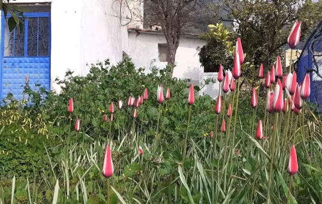 Osmanlı'nın kayıp lalesi koruma altına alınacak Osmanlı'nın kayıp lalesi koruma altına alınacak