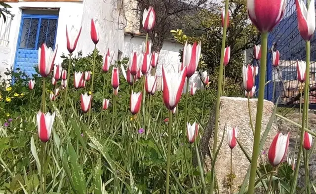 Osmanlı'nın kayıp lalesi koruma altına alınacak Osmanlı'nın kayıp lalesi koruma altına alınacak