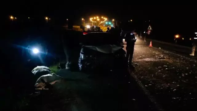 Otomobil sürüye daldı, 29 hayvan telef oldu Otomobil sürüye daldı, 29 hayvan telef oldu