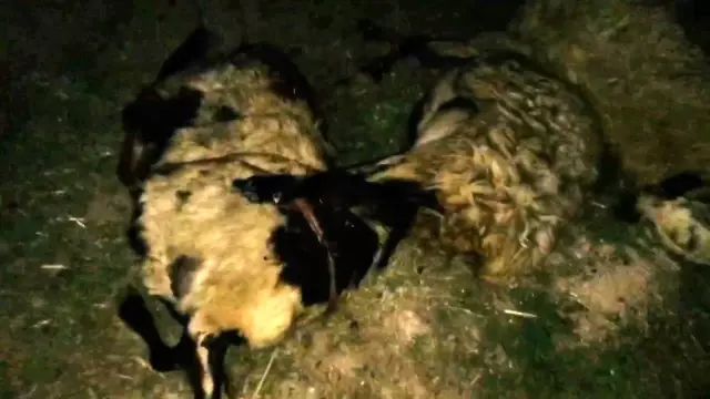 Otomobil sürüye daldı, 29 hayvan telef oldu Otomobil sürüye daldı, 29 hayvan telef oldu
