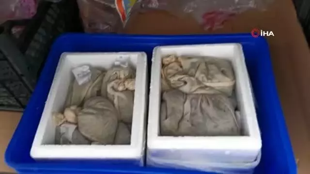 Sabiha Gökçen Havalimanı'nda yabancı uyruklu yolcunun valizinden 3 binden fazla sülük çıktı Sabiha Gökçen Havalimanı'nda yabancı uyruklu yolcunun valizinden 3 binden fazla sülük çıktı